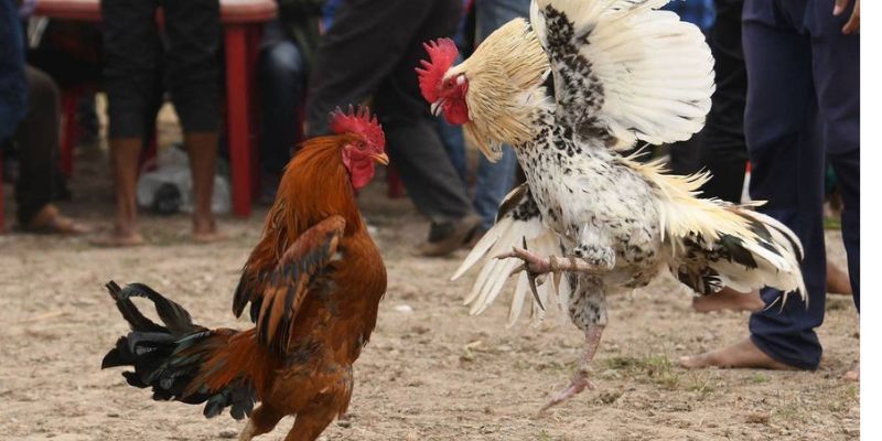 Kho tàng kiến thức chăm sóc chiến kê chuyên sâu