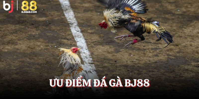 Ưu điểm của đá gà BJ88
