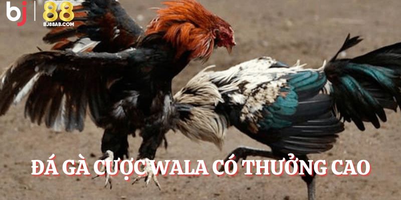 Wala có mức thưởng cao